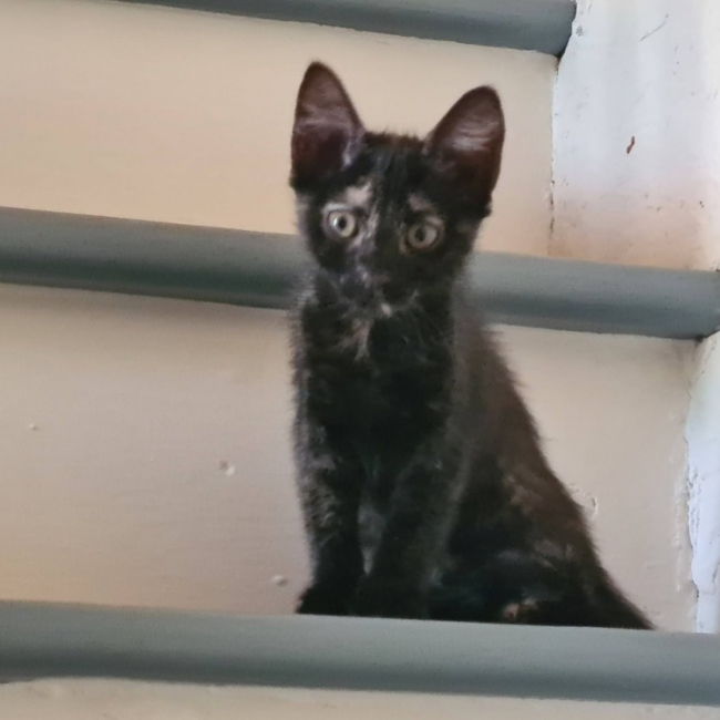 Bignone - Chat Européen à adopter