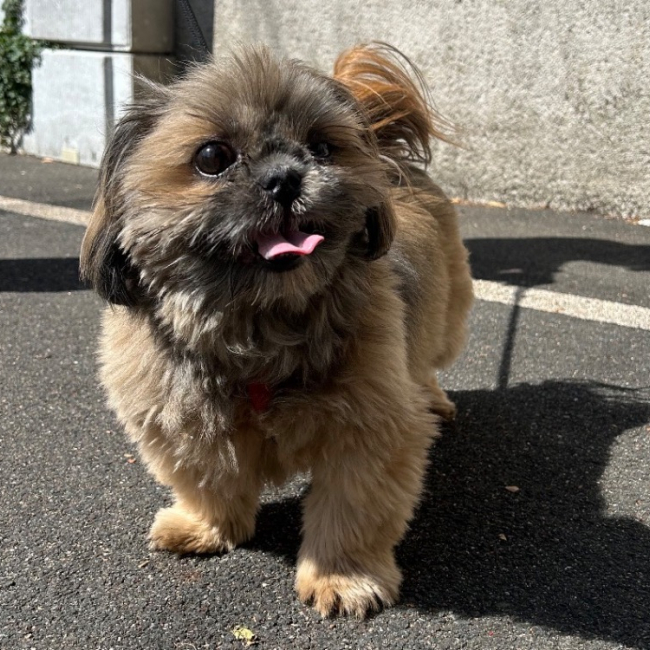 Shiva - Chien Shih Tzu à adopter