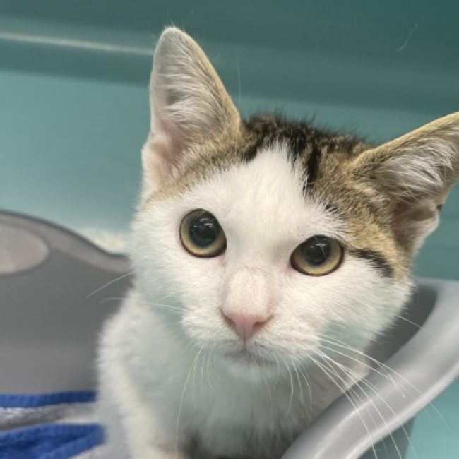 Aslad - Chat Européen à adopter