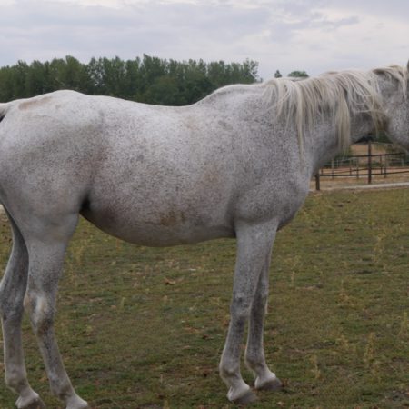 Nova dubreuil - Equidé Cheval à adopter