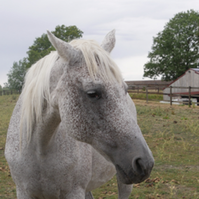 Nova dubreuil - Equidé Cheval à adopter