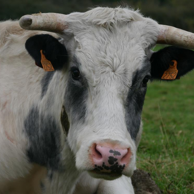 Seringat - Animal de ferme à adopter