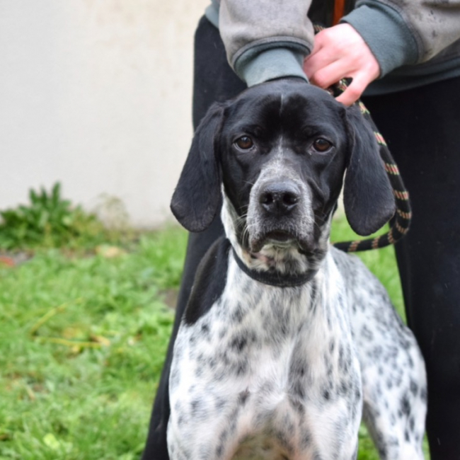 Pepita - Chien Pointer Anglais à adopter