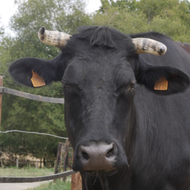 Saleme - Animal de ferme à adopter