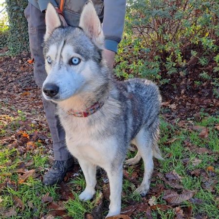 Oslo - Chien Husky Sibérien à adopter