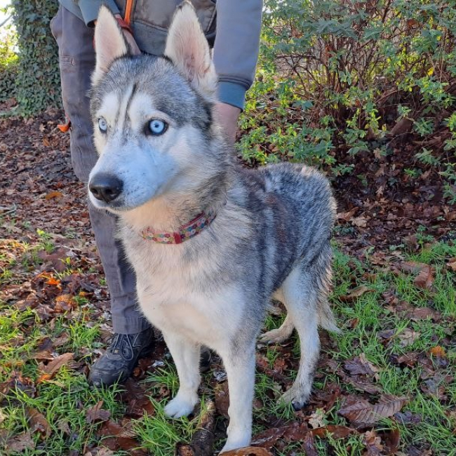 Oslo - Chien Husky Sibérien à adopter