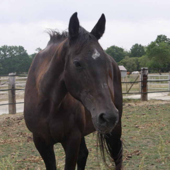 Ocarina - Equidé Cheval à adopter