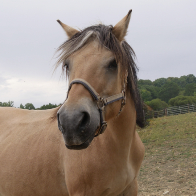 Isa de morand - Equidé Cheval à adopter
