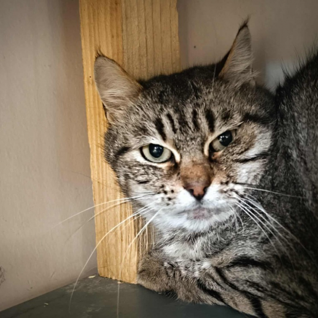Minette - Chat Européen à adopter