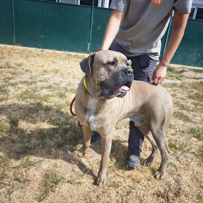Sirius - Chien Cane Corso à adopter
