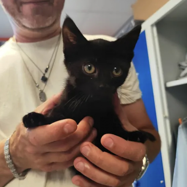 Dina - Chat Européen à adopter