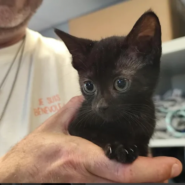 Maggie - Chat Européen à adopter