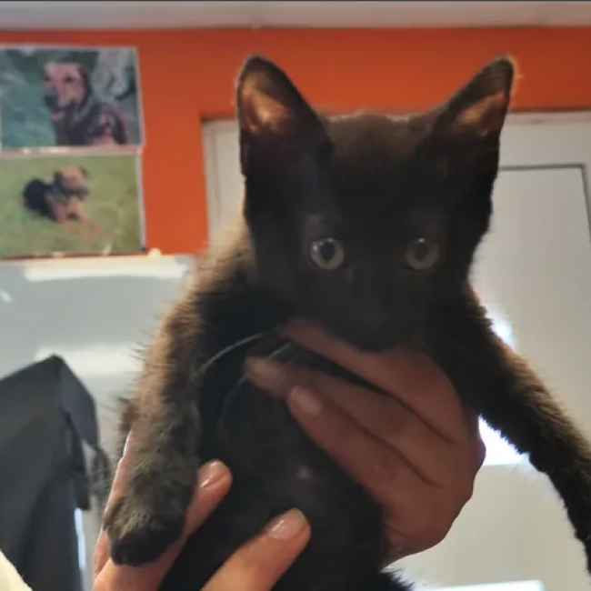 Vega - Chat Européen à adopter