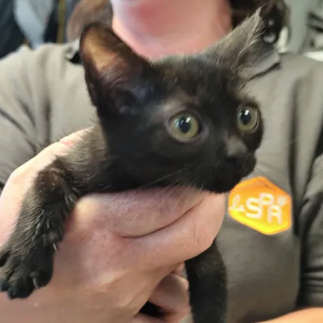 Ganon - Chat Européen à adopter