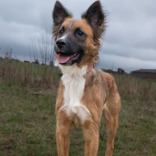 Isaak - Chien à adopter
