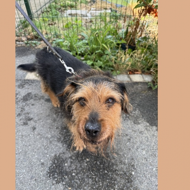 Albert - Chien à adopter
