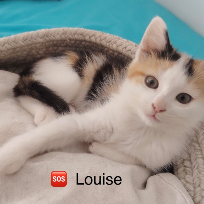 Louise - Chat Européen à adopter
