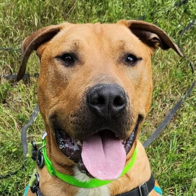 Rio - Chien Bouledogue Américain à adopter