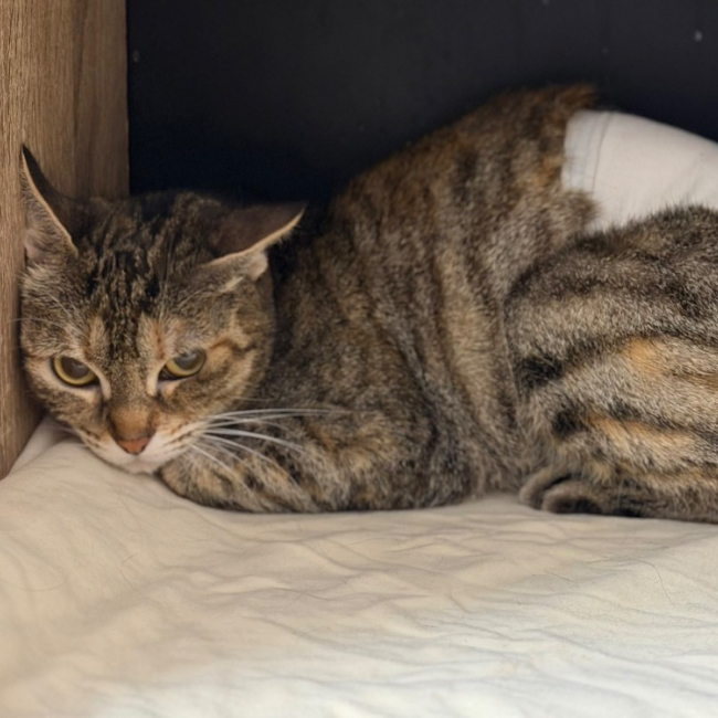 Haku - Chat Européen à adopter