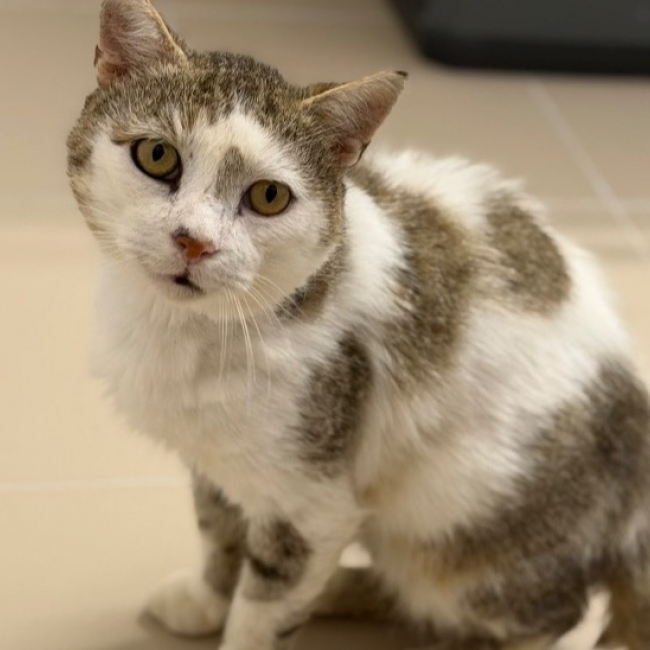 Gustave - Chat Européen à adopter