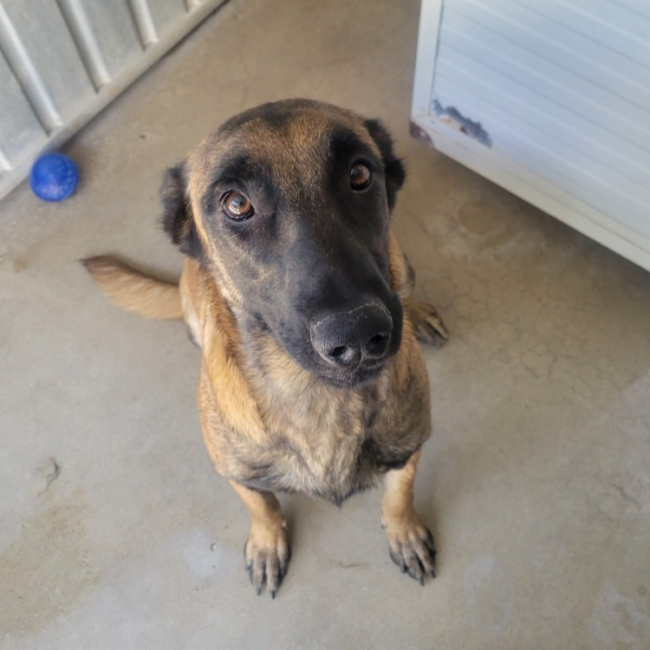 Lupine - Chien Berger Belge Malinois à adopter