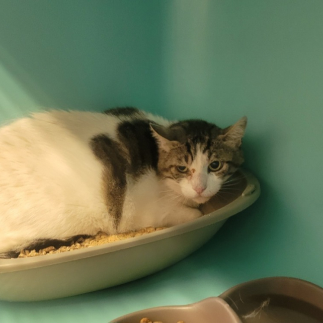 Greg - Chat Européen à adopter