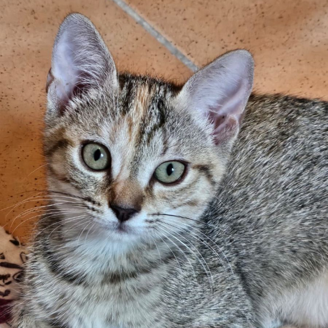 Violette - Chat à adopter