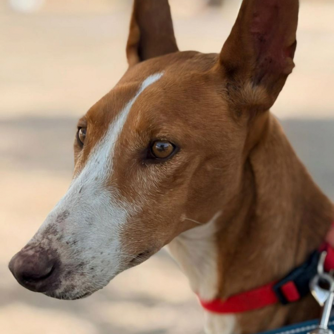 IBIZA - Chien Podenco Ibicenco à adopter