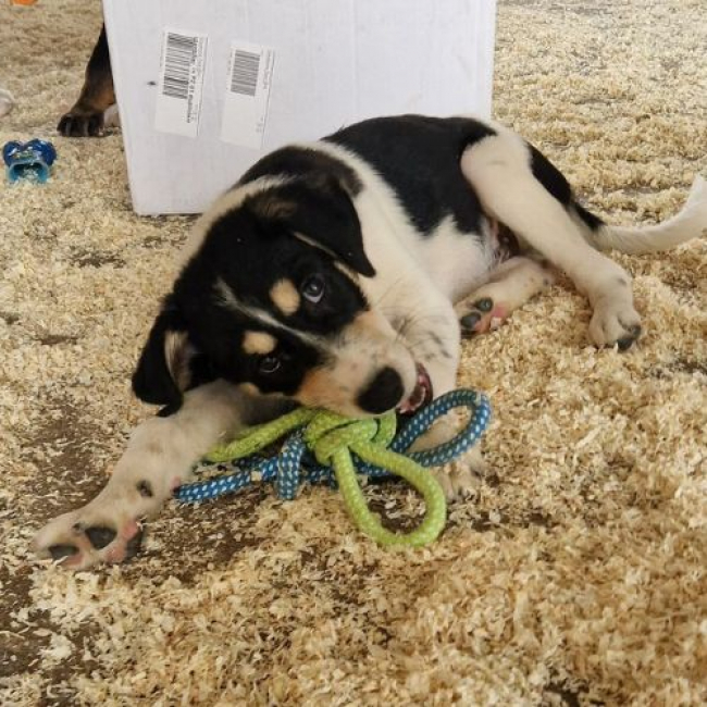BOSS - Chien à adopter