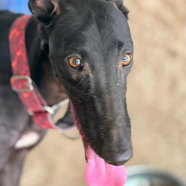 EIRA - Chien Galgo à adopter