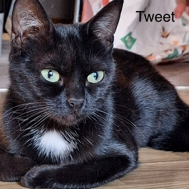 Tweet - Chat Européen à adopter