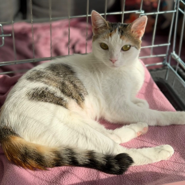 Rosie - Chat Européen à adopter