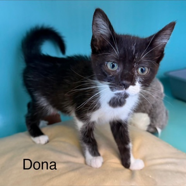 Barbidoue - Chat Européen à adopter