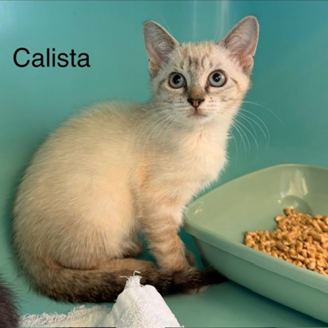 Calista - Chat Européen à adopter