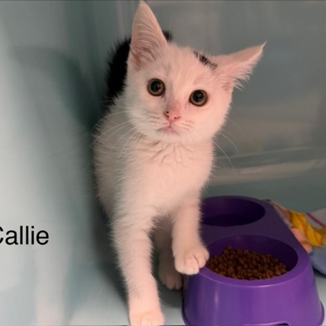 Callie - Chat Européen à adopter