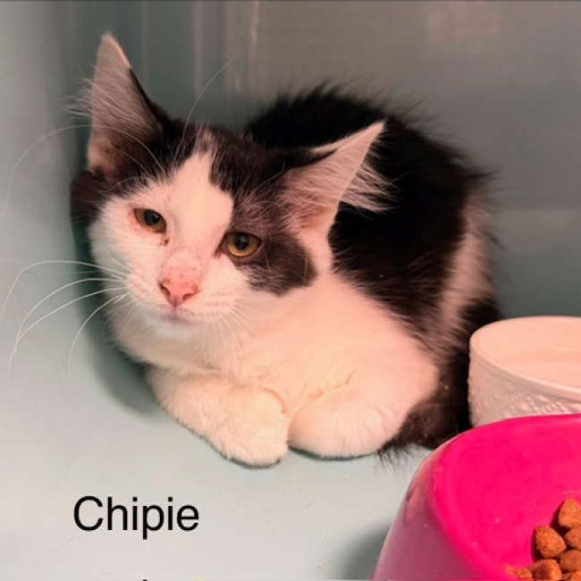 Chipie - Chat Européen à adopter