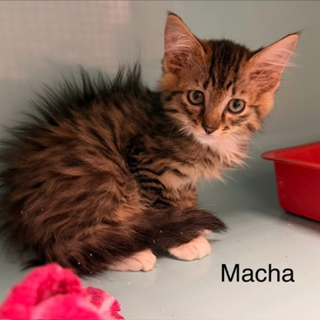 Macha - Chat Européen à adopter