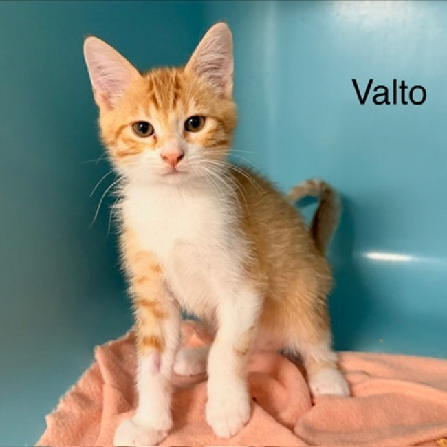 Valto - Chat Européen à adopter