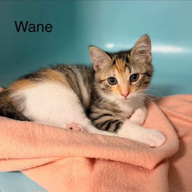 Wane - Chat Européen à adopter