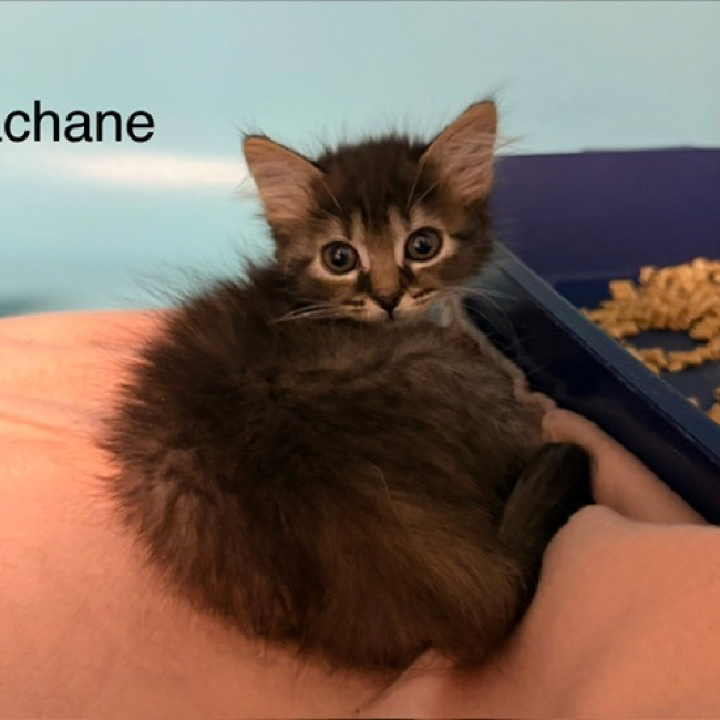 Sachane - Chat Européen à adopter