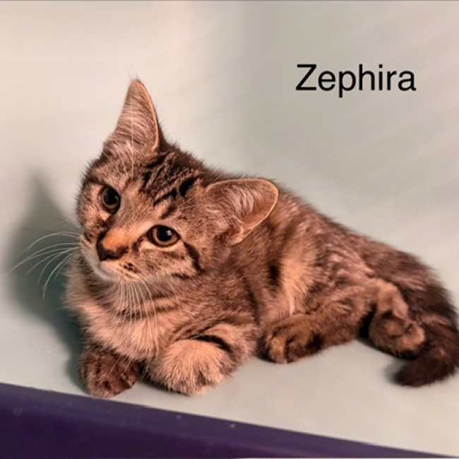 Zephira - Chat Européen à adopter