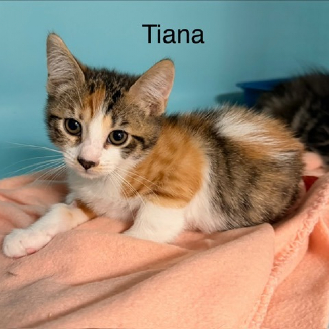 Tiana - Chat Européen à adopter