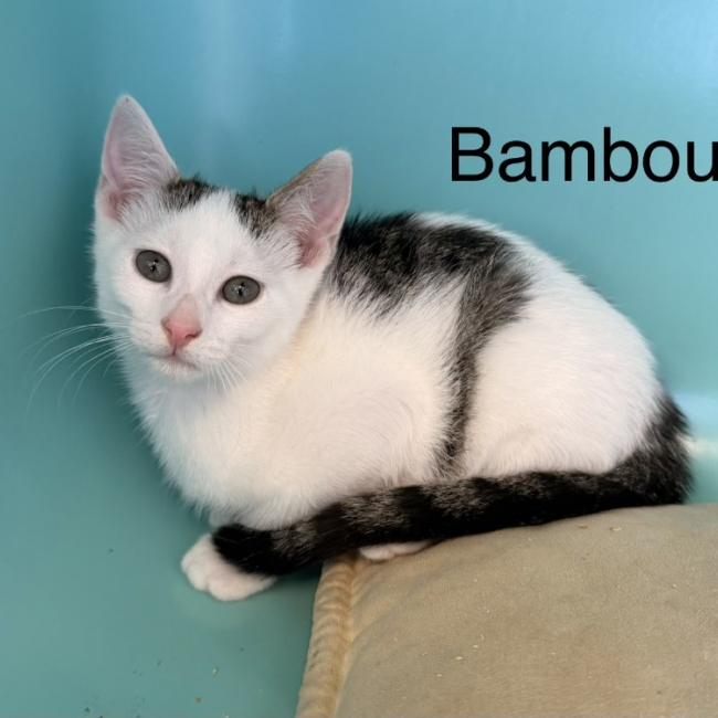 Bambou - Chat Européen à adopter