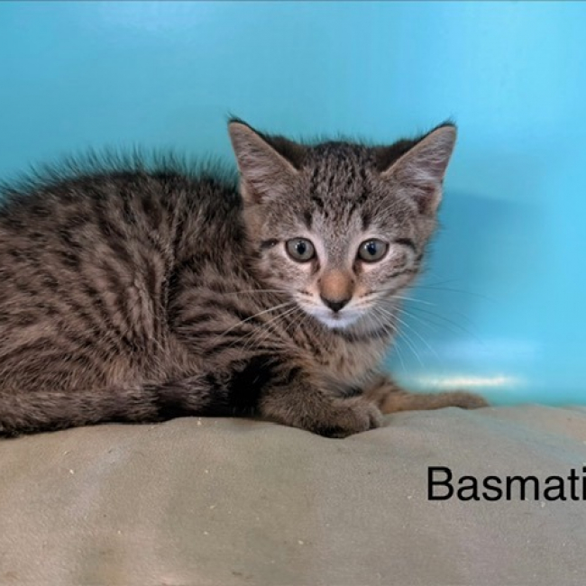 Basmati - Chat Européen à adopter