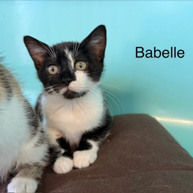 Babette - Chat Européen à adopter