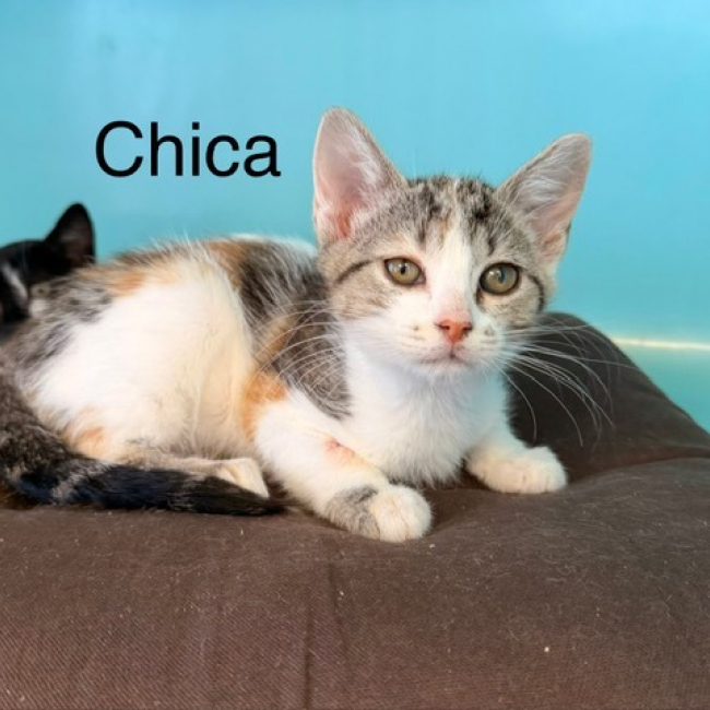 Chica - Chat Européen à adopter