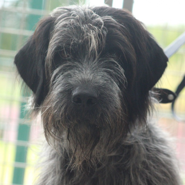 Pitou - Chien à adopter