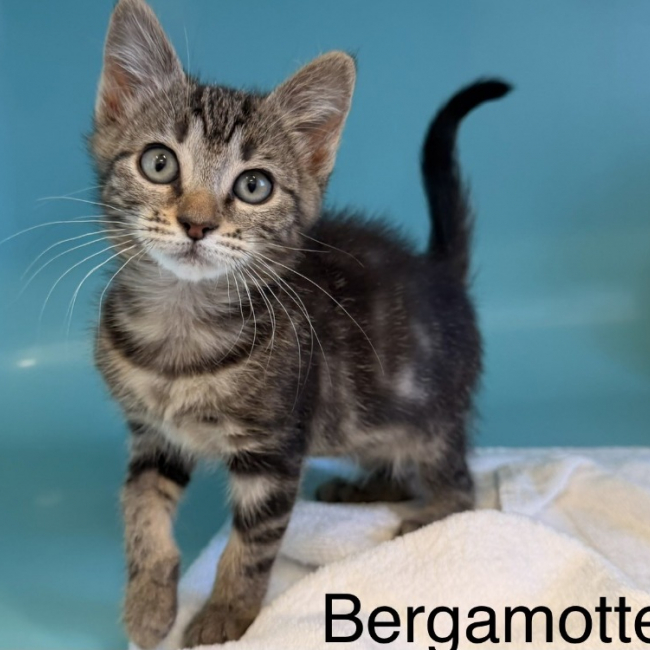 Bergamotte - Chat Européen à adopter