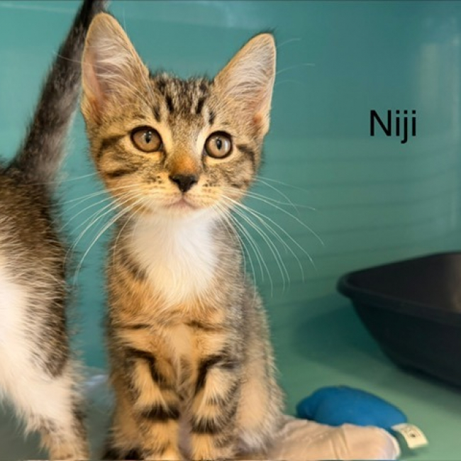 Niji - Chat Européen à adopter