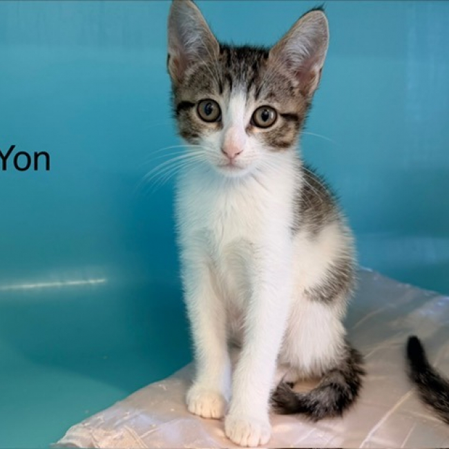 Yon - Chat Européen à adopter